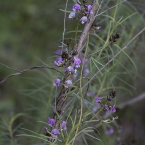 Glycine clandestina at Hawker, ACT - 24 Sep 2020