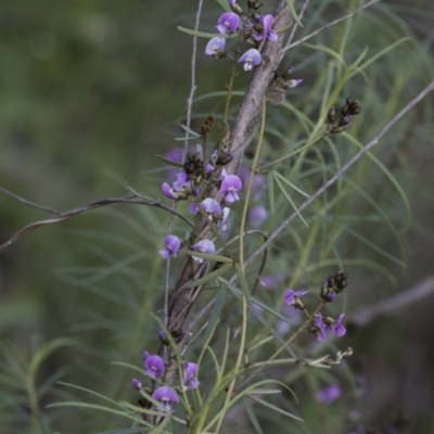 Glycine clandestina (Twining Glycine) at Hawker, ACT - 23 Sep 2020 by AlisonMilton