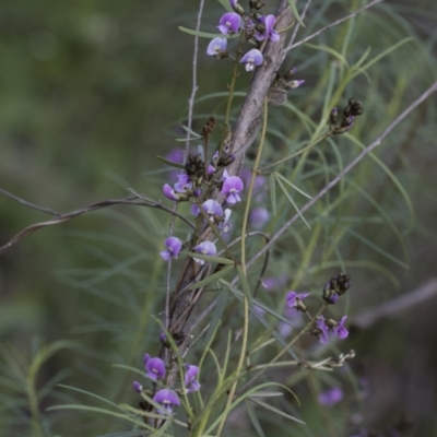 Glycine clandestina (Twining Glycine) at The Pinnacle - 23 Sep 2020 by AlisonMilton