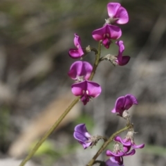 Swainsona sericea (Silky Swainson-Pea) at Holt, ACT - 24 Sep 2020 by AlisonMilton