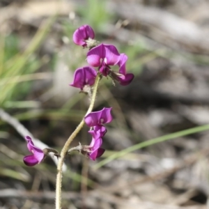 Swainsona sericea at Holt, ACT - 24 Sep 2020