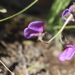 Swainsona sericea at Holt, ACT - 24 Sep 2020