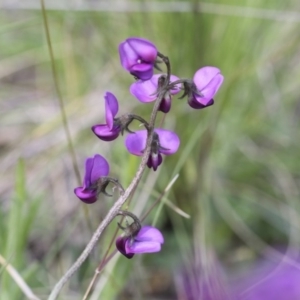 Swainsona sericea at Holt, ACT - 24 Sep 2020