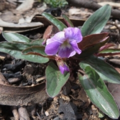 Viola betonicifolia (Mountain Violet) at Booth, ACT - 5 Oct 2020 by RobParnell