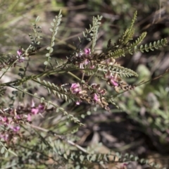 Indigofera adesmiifolia (Tick Indigo) at Hawker, ACT - 24 Sep 2020 by AlisonMilton