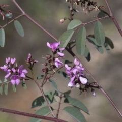 Indigofera australis subsp. australis (Australian Indigo) at Hawker, ACT - 24 Sep 2020 by AlisonMilton