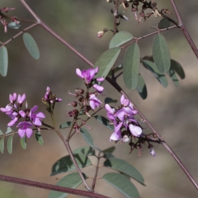 Indigofera australis subsp. australis (Australian Indigo) at The Pinnacle - 24 Sep 2020 by AlisonMilton