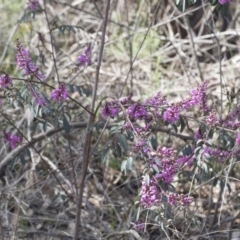 Indigofera australis subsp. australis at Hawker, ACT - 24 Sep 2020 11:50 AM