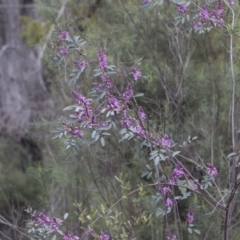 Indigofera australis subsp. australis at Hawker, ACT - 24 Sep 2020