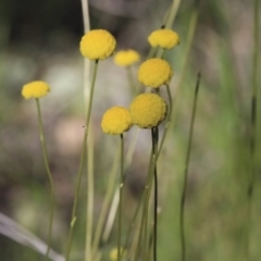 Craspedia variabilis (Common Billy Buttons) at Hawker, ACT - 23 Sep 2020 by AlisonMilton