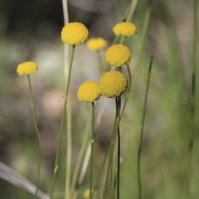 Craspedia variabilis (Common Billy Buttons) at Hawker, ACT - 24 Sep 2020 by AlisonMilton