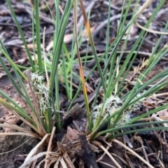 Carex breviculmis (Short-Stem Sedge) at Griffith, ACT - 6 Oct 2020 by AlexKirk