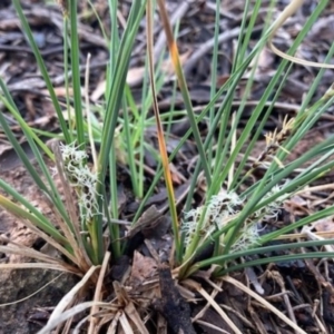Carex breviculmis at Griffith, ACT - 6 Oct 2020