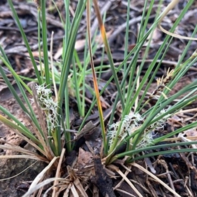 Carex breviculmis (Short-Stem Sedge) at Griffith, ACT - 6 Oct 2020 by AlexKirk