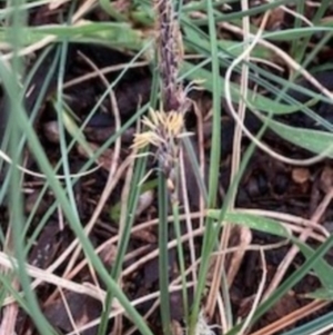 Carex breviculmis at Griffith, ACT - 6 Oct 2020