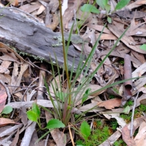 Stylidium graminifolium at Crace, ACT - 6 Oct 2020