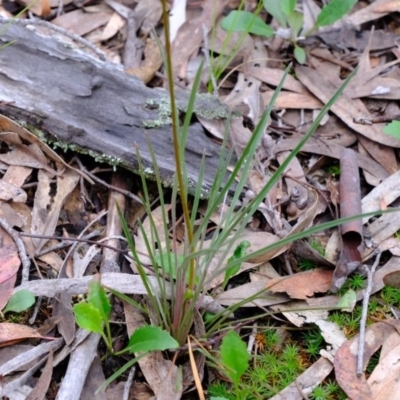 Stylidium graminifolium (Grass Triggerplant) at Gungaderra Grasslands - 6 Oct 2020 by Kurt