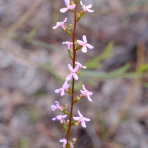 Stylidium graminifolium at Crace, ACT - 6 Oct 2020 03:18 PM