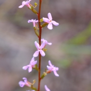 Stylidium graminifolium at Crace, ACT - 6 Oct 2020 03:18 PM