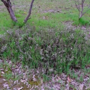 Lissanthe strigosa subsp. subulata at Kaleen, ACT - 6 Oct 2020