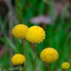 Craspedia variabilis (Common Billy Buttons) at Gungaderra Grasslands - 6 Oct 2020 by Kurt