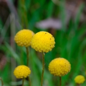 Craspedia variabilis at Crace, ACT - 6 Oct 2020