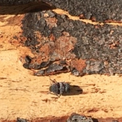 Platybrachys decemmacula (Green-faced gum hopper) at Black Mountain - 5 Oct 2020 by YellowButton