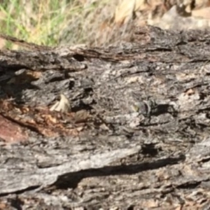 Platybrachys decemmacula at Black Mountain - 5 Oct 2020