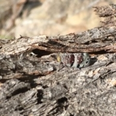 Platybrachys decemmacula at Black Mountain - 5 Oct 2020