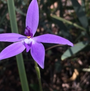 Glossodia major at Acton, ACT - 5 Oct 2020