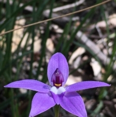 Glossodia major at Acton, ACT - 5 Oct 2020