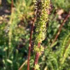 Acaena sp. (A Sheep's Burr) at Griffith Woodland - 2 Oct 2020 by AlexKirk