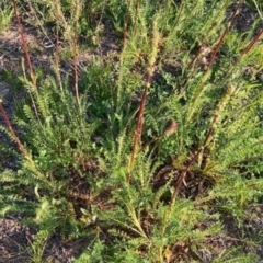 Acaena (genus) at Griffith, ACT - 2 Oct 2020