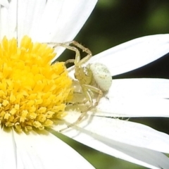 Thomisidae (family) (Unidentified Crab spider or Flower spider) at ANBG - 16 Nov 2018 by RodDeb