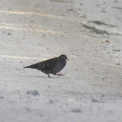 Phaps elegans (Brush Bronzewing) at Ben Boyd National Park - 4 Oct 2020 by Liam.m