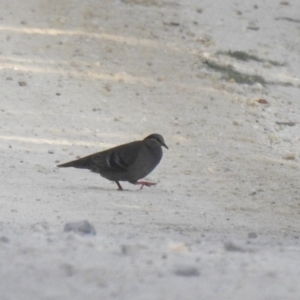 Phaps elegans at Green Cape, NSW - 4 Oct 2020