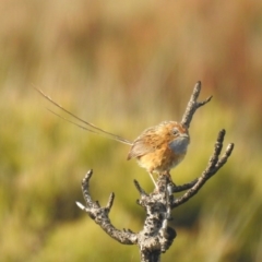 Stipiturus malachurus (Southern Emuwren) at Ben Boyd National Park - 3 Oct 2020 by Liam.m