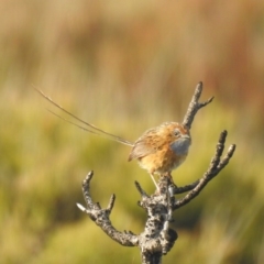 Stipiturus malachurus (Southern Emuwren) at Green Cape, NSW - 3 Oct 2020 by Liam.m