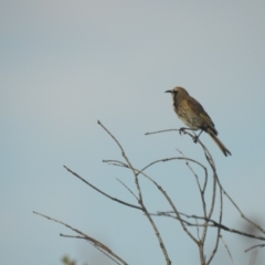 Glyciphila melanops (Tawny-crowned Honeyeater) at Ben Boyd National Park - 4 Oct 2020 by Liam.m