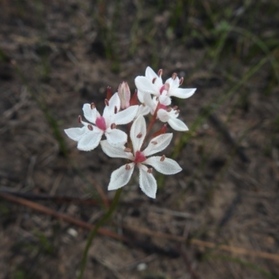 Burchardia umbellata (Milkmaids) at Green Cape, NSW - 3 Oct 2020 by Liam.m