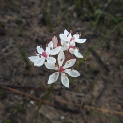 Burchardia umbellata (Milkmaids) at Green Cape, NSW - 4 Oct 2020 by Liam.m