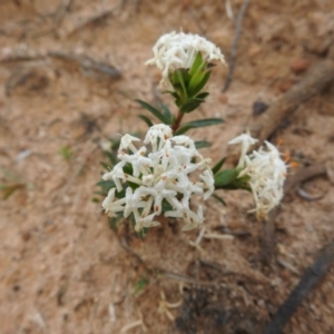 Pimelea linifolia subsp. linifolia at Green Cape, NSW - 4 Oct 2020