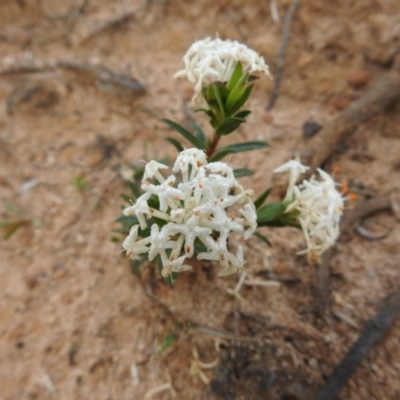 Pimelea linifolia subsp. linifolia (Queen of the Bush, Slender Rice-flower) at Ben Boyd National Park - 3 Oct 2020 by Liam.m