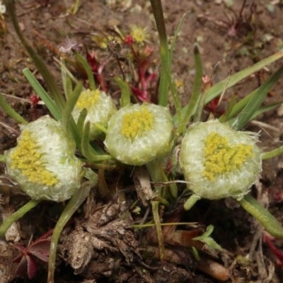 Myriocephalus rhizocephalus (Woolly-heads) at Mulligans Flat - 4 Oct 2020 by RWPurdie