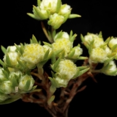 Siloxerus multiflorus (Small Wrinklewort) at suppressed - 4 Oct 2020 by RWPurdie