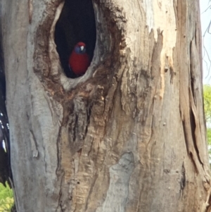 Platycercus elegans at Campbell, ACT - 23 Sep 2020