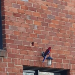 Platycercus elegans (Crimson Rosella) at Campbell, ACT - 13 Aug 2020 by ElaineStaples