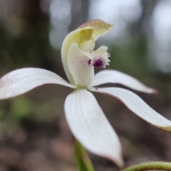 Caladenia moschata (Musky Caps) at Black Mountain - 6 Oct 2020 by shoko