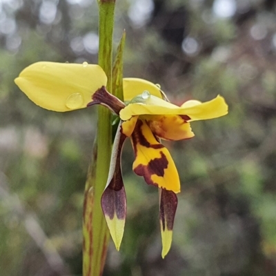 Diuris sulphurea (Tiger Orchid) at Black Mountain - 6 Oct 2020 by shoko