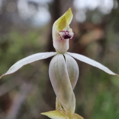 Caladenia moschata (Musky Caps) at Black Mountain - 6 Oct 2020 by shoko